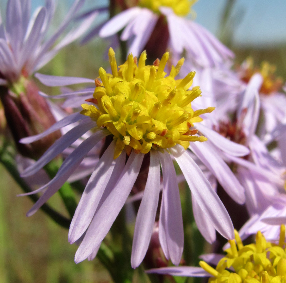Image of Tripolium pannonicum ssp. tripolium specimen.