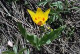 Tulipa tschimganica