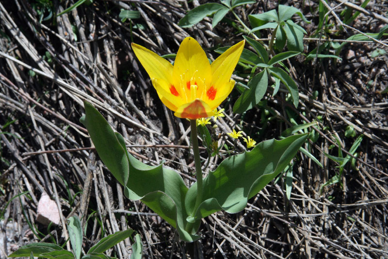 Изображение особи Tulipa tschimganica.