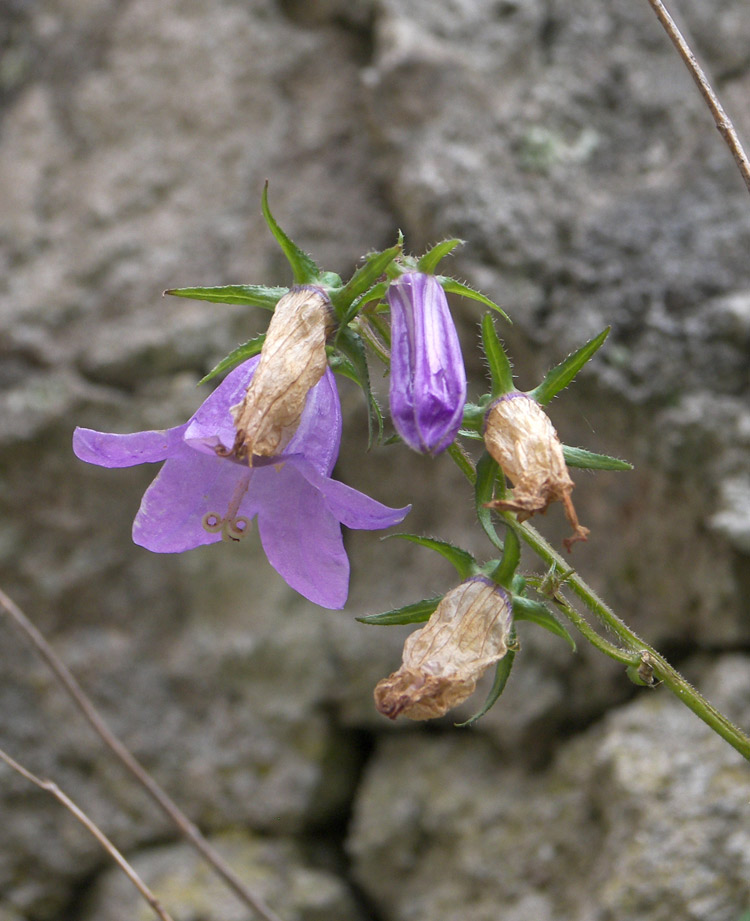 Изображение особи Campanula bzybica.