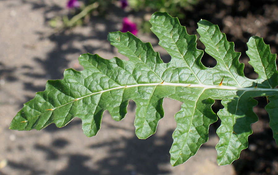 Image of Solanum sisymbriifolium specimen.