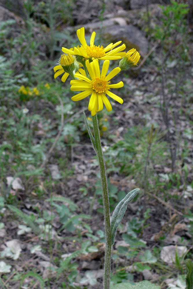 Изображение особи Tephroseris integrifolia.