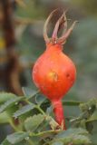 Rosa platyacantha
