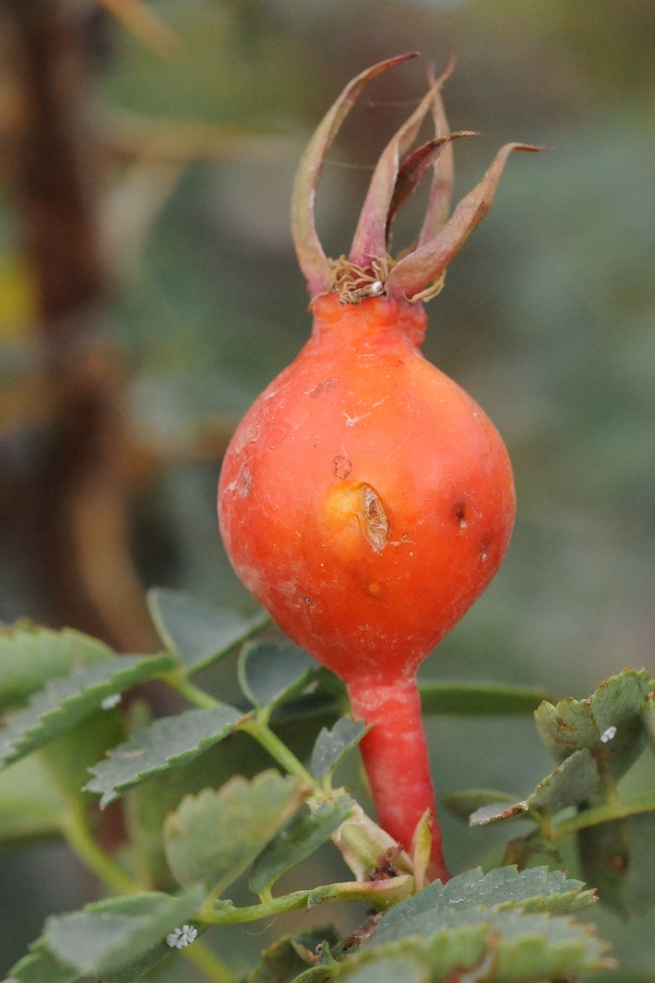 Image of Rosa platyacantha specimen.