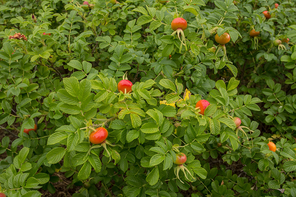 Изображение особи Rosa rugosa.