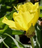 Oenothera macrocarpa