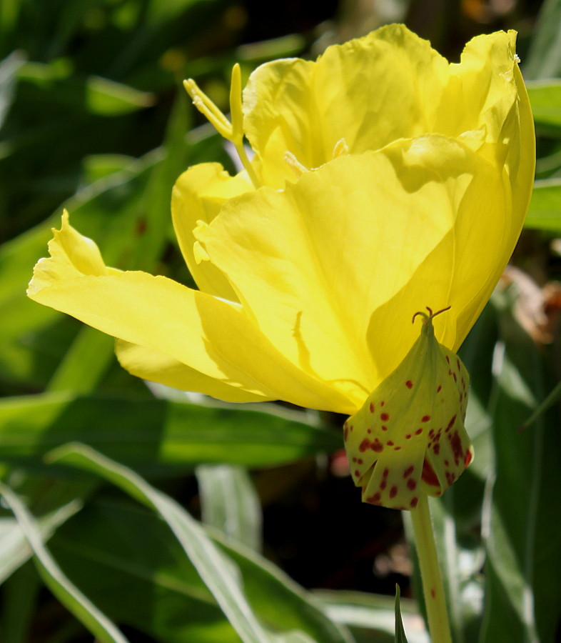 Изображение особи Oenothera macrocarpa.