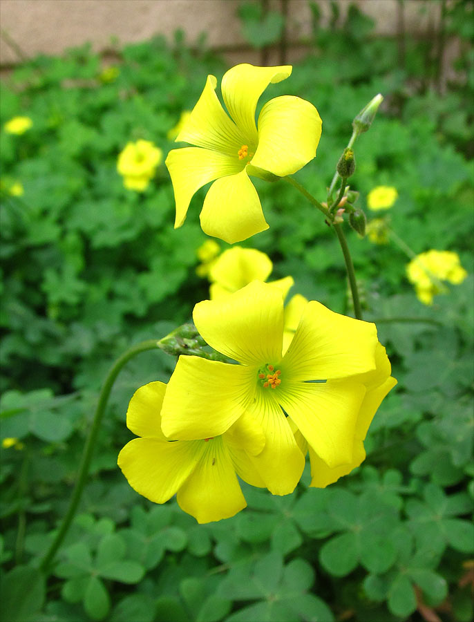 Image of Oxalis pes-caprae specimen.