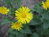 род Doronicum