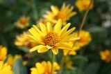 Heliopsis helianthoides ssp. scabra