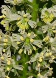 Reseda alba