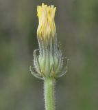 Picris pauciflora. Соцветие. Греция, Халкидики, п-в Афон, окр. с. Урануполи (Ουρανούπολη). 28.04.2014.