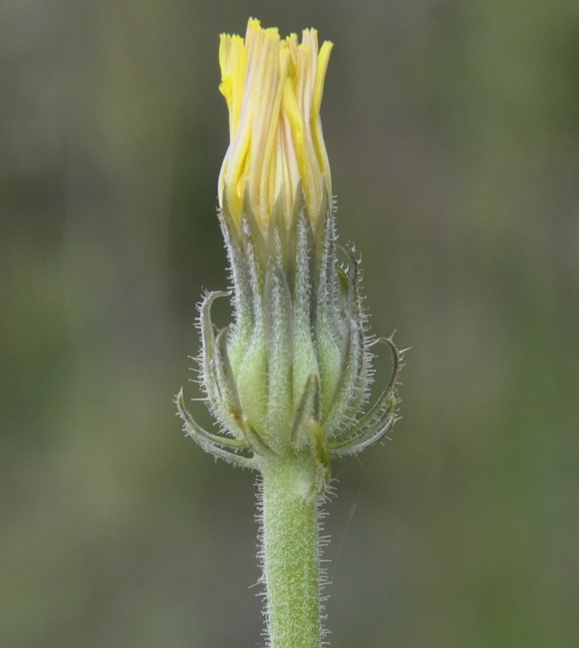 Image of Picris pauciflora specimen.