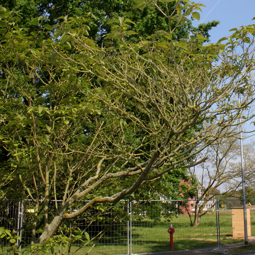 Image of Clerodendrum trichotomum var. fargesii specimen.