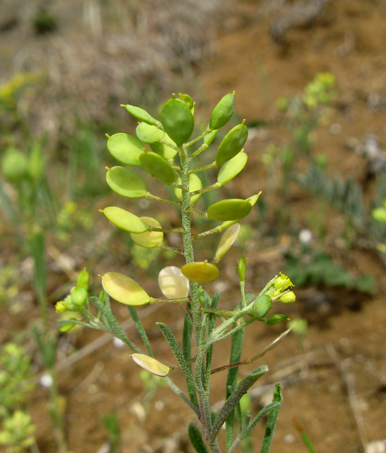 Image of Meniocus linifolius specimen.