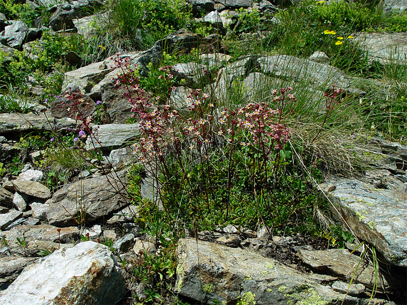 Image of Saxifraga kolenatiana specimen.