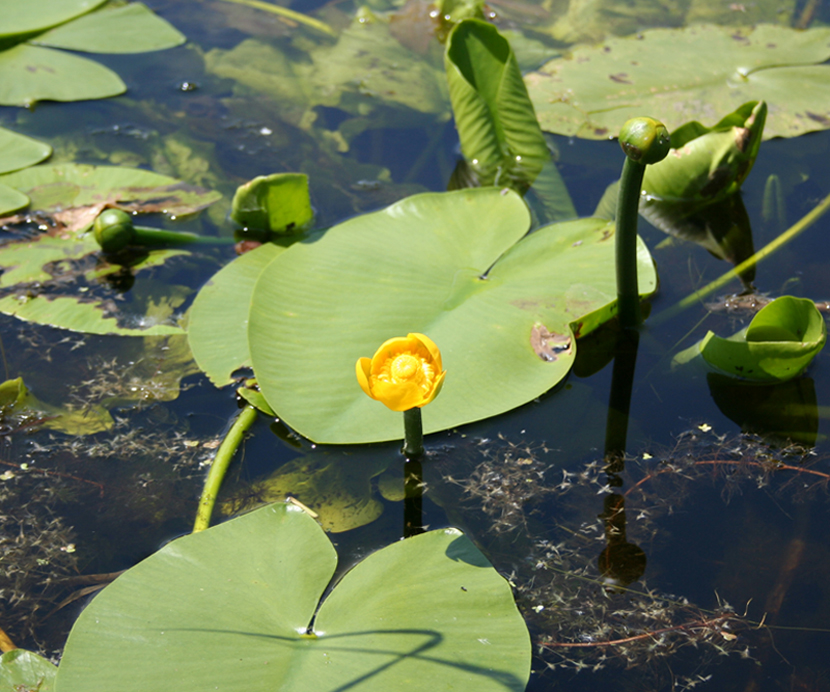 Image of Nuphar lutea specimen.