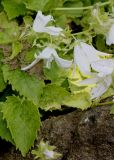 Campanula garganica. Цветки и листья ('Silberregen'). Германия, г. Дюссельдорф, Ботанический сад университета. 02.06.2014.