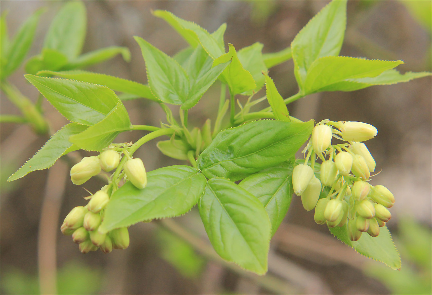 Изображение особи Staphylea colchica.