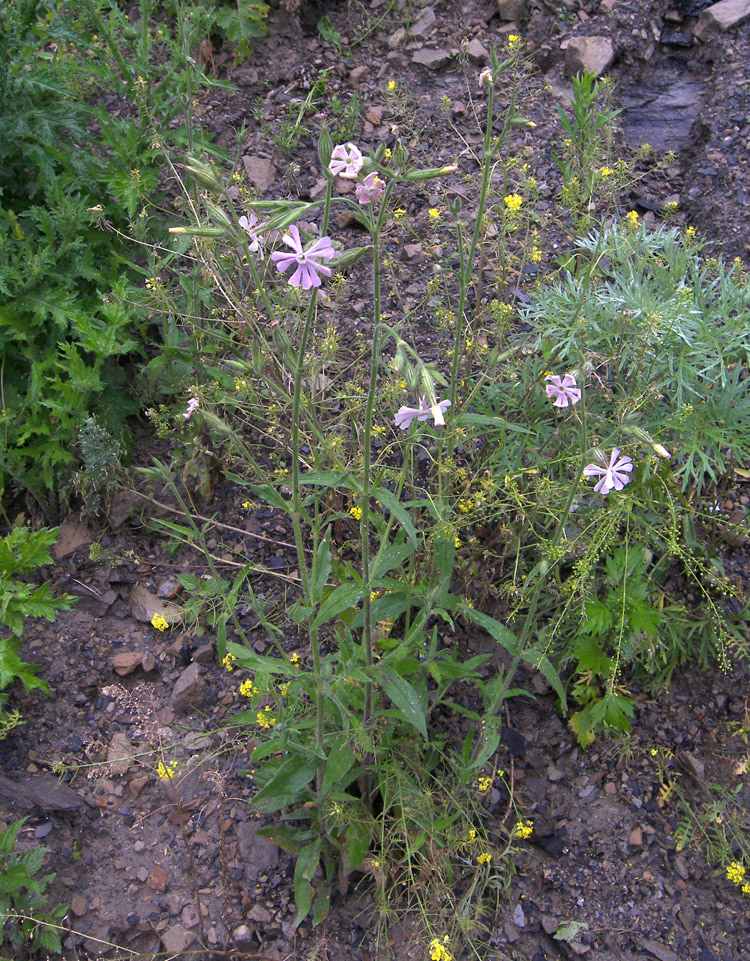 Image of Silene noctiflora specimen.