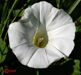 Calystegia sepium