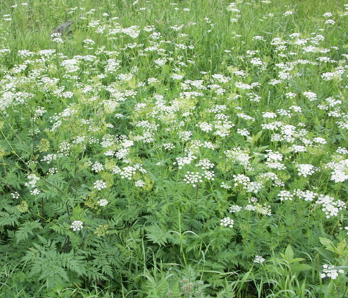 Image of Chaerophyllum aureum specimen.