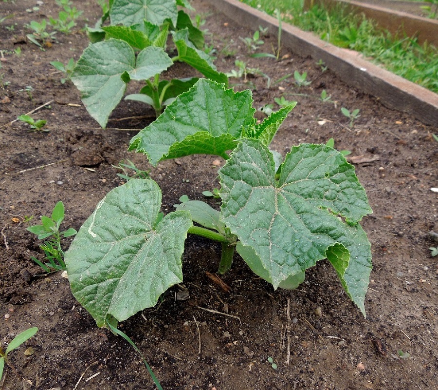 Image of Cucumis sativus specimen.