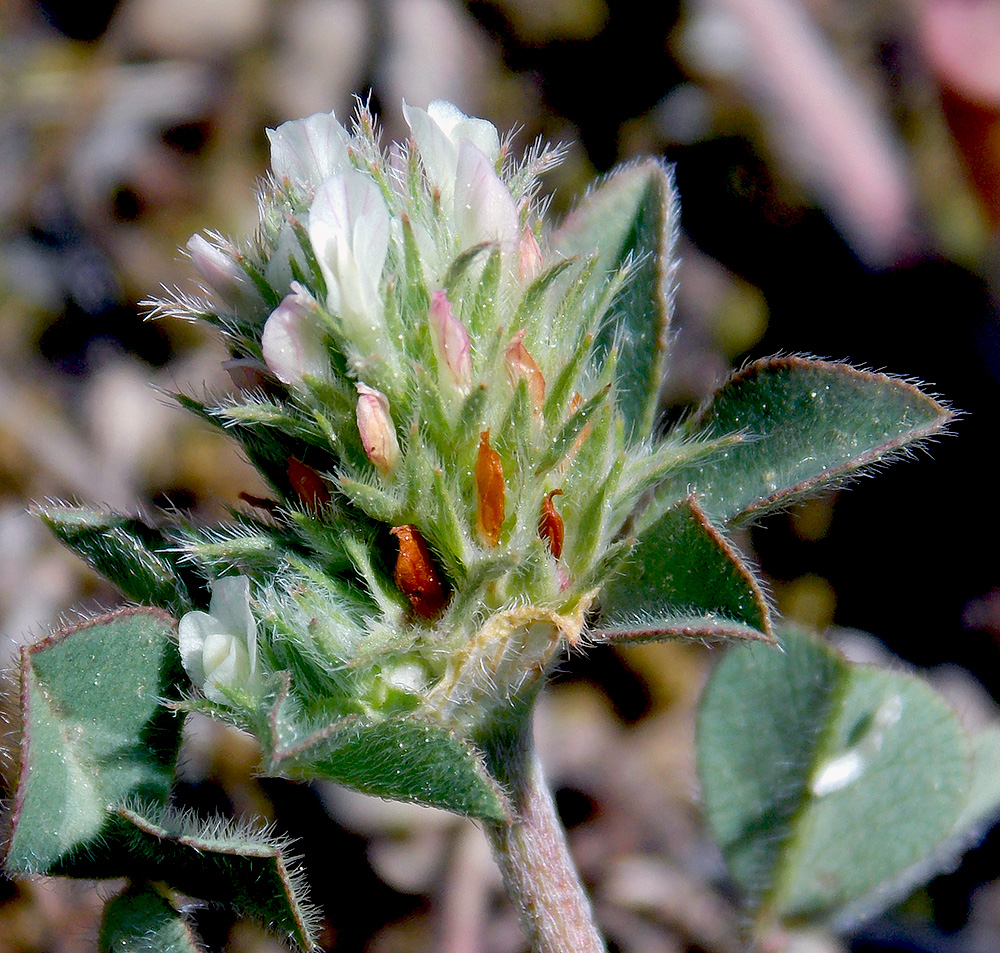 Изображение особи Trifolium scabrum.