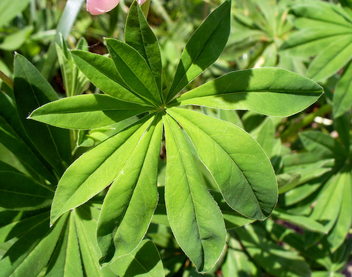 Изображение особи Lupinus &times; regalis.