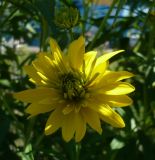 Rudbeckia laciniata var. hortensia