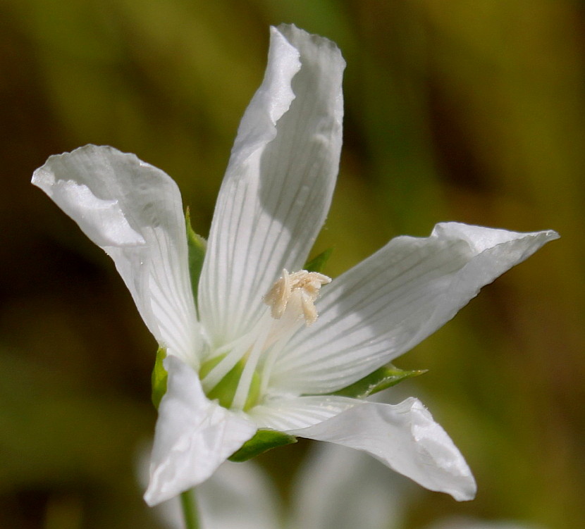 Image of Linum usitatissimum specimen.