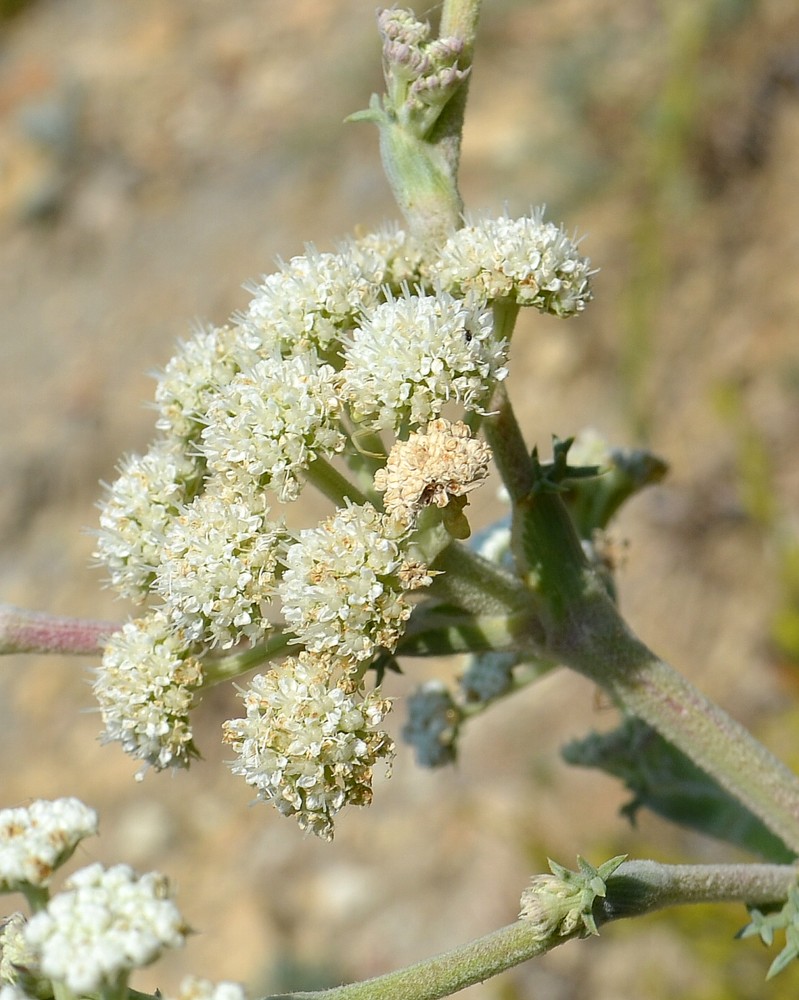 Image of Seseli ponticum specimen.