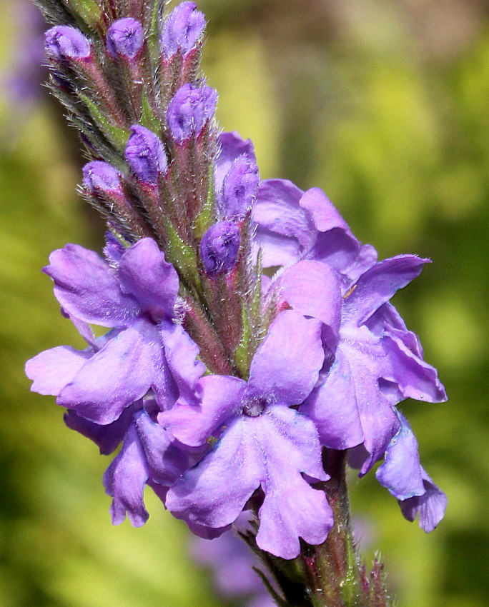 Image of genus Verbena specimen.
