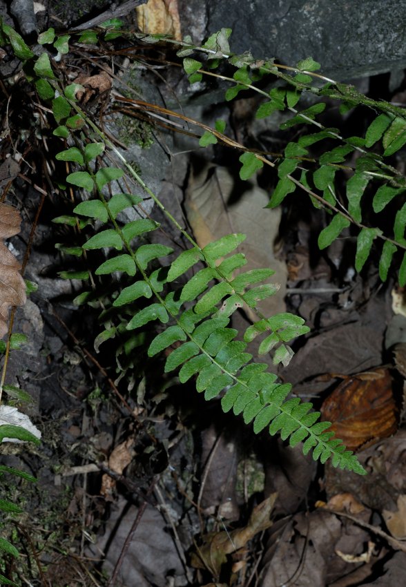 Image of Woodsia polystichoides specimen.