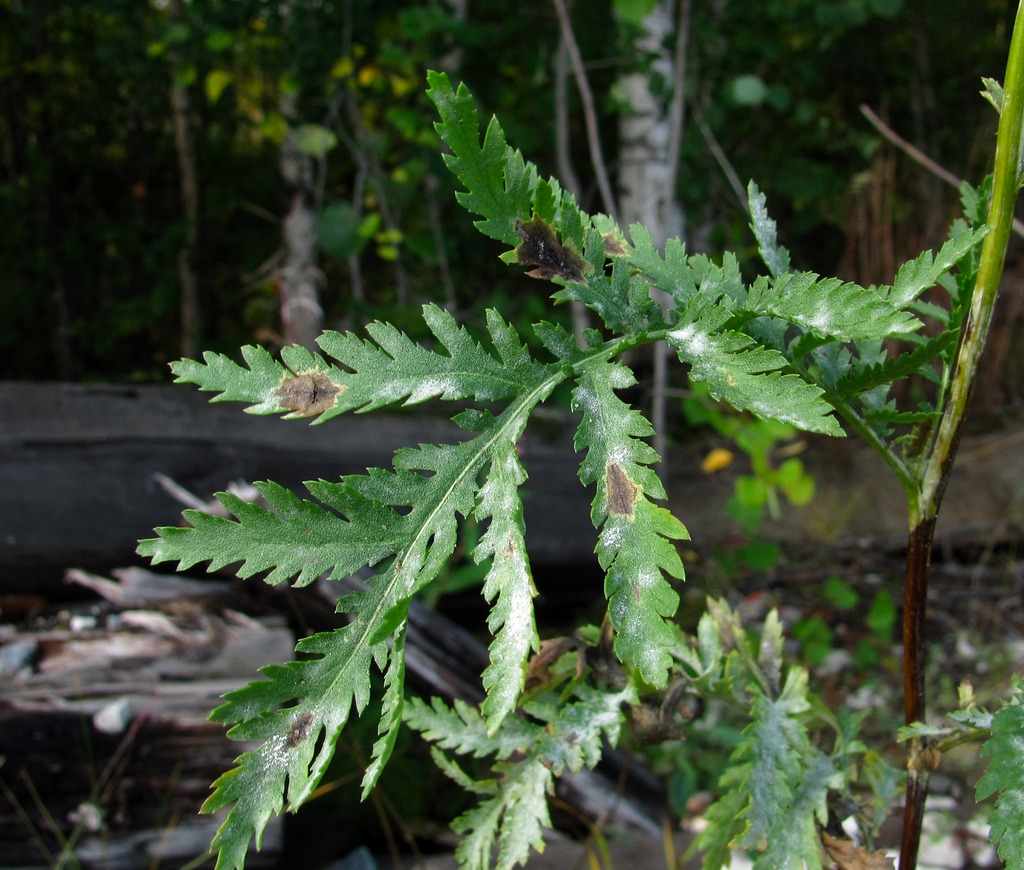 Image of Tanacetum vulgare specimen.