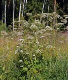 Angelica sylvestris