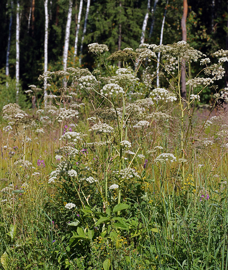 Изображение особи Angelica sylvestris.