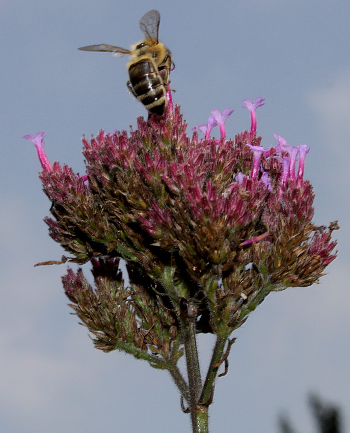 Image of Verbena bonariensis specimen.