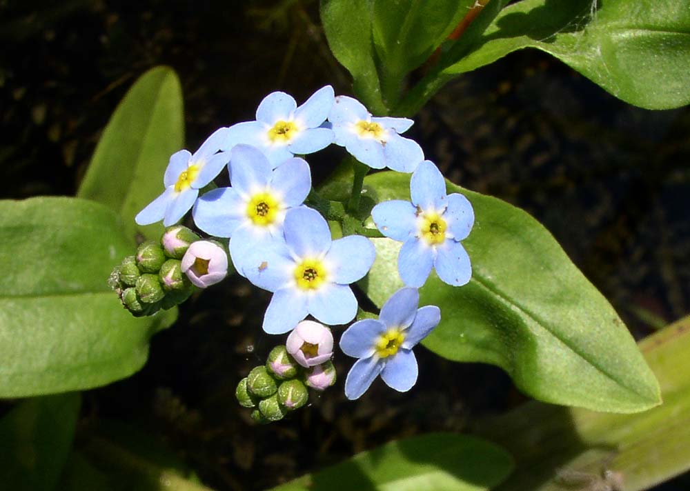 Изображение особи Myosotis palustris.