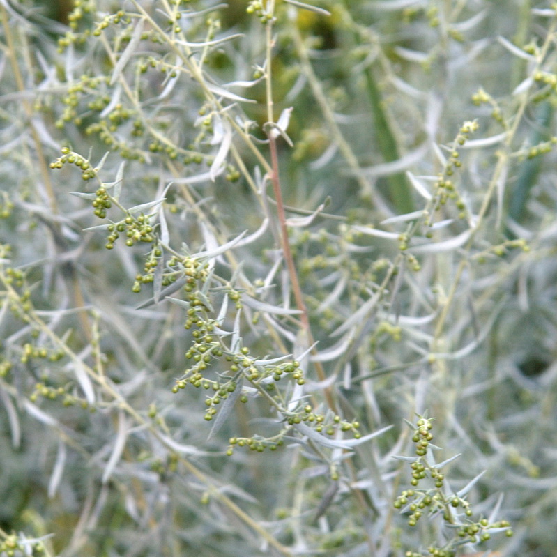 Изображение особи Artemisia glauca.