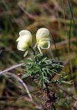 Aconitum anthoroideum