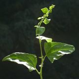 Atriplex sagittata