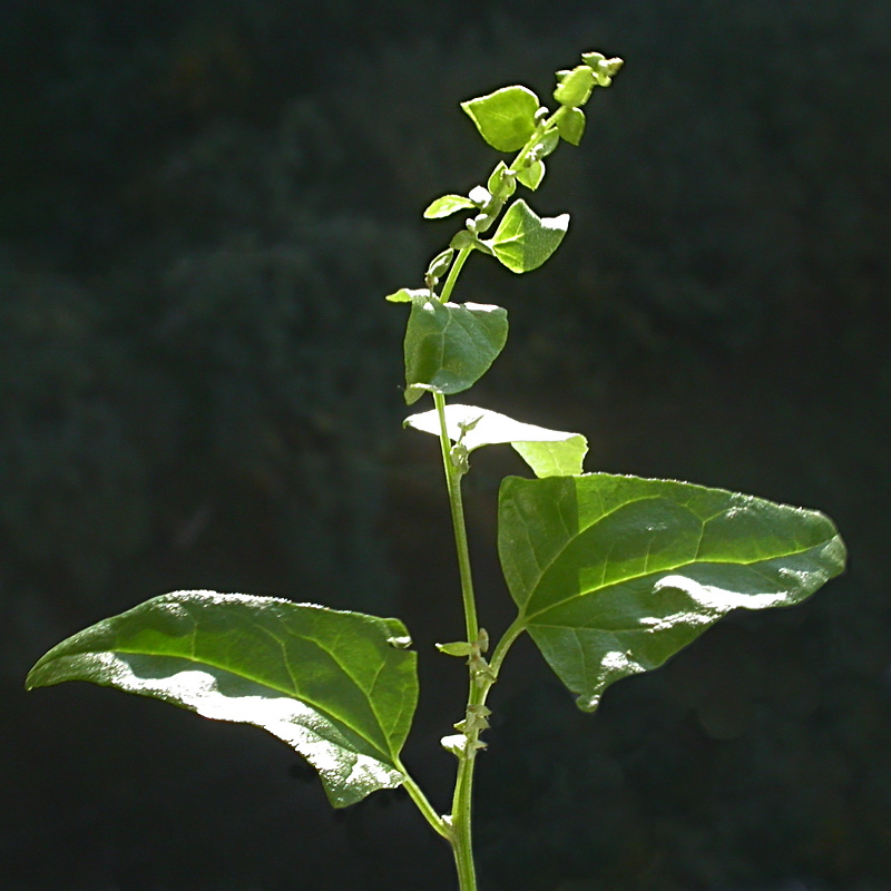 Изображение особи Atriplex sagittata.