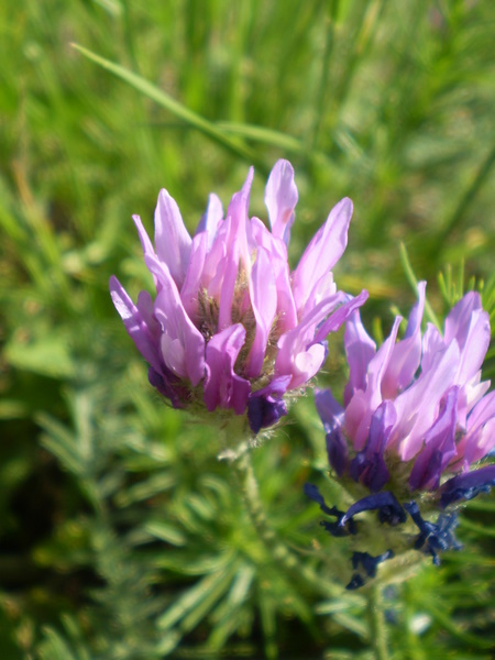 Изображение особи Astragalus onobrychis.