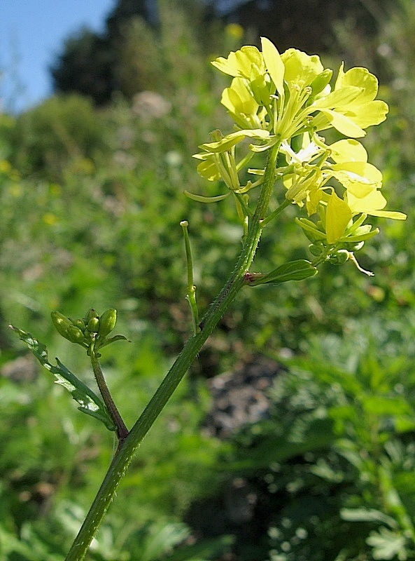 Image of Sinapis arvensis specimen.