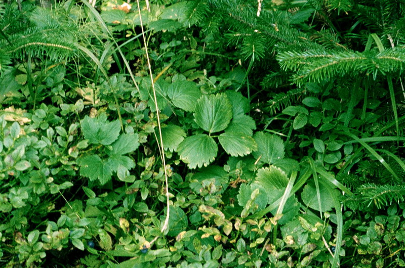 Изображение особи Aegopodium latifolium.