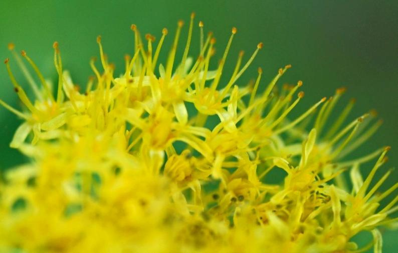 Изображение особи Rhodiola rosea.