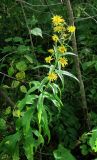 Hieracium umbellatum. Верхушка цветущего растения. Архангельская обл., Вельский р-н, лес. 15.08.2012.