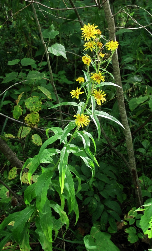 Image of Hieracium umbellatum specimen.