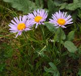 Aster serpentimontanus. Цветущее растение. Алтайский край, Краснощековский р-н, с. Тигирек. 6 июня 2008 г.